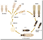 シロアリの一生.png