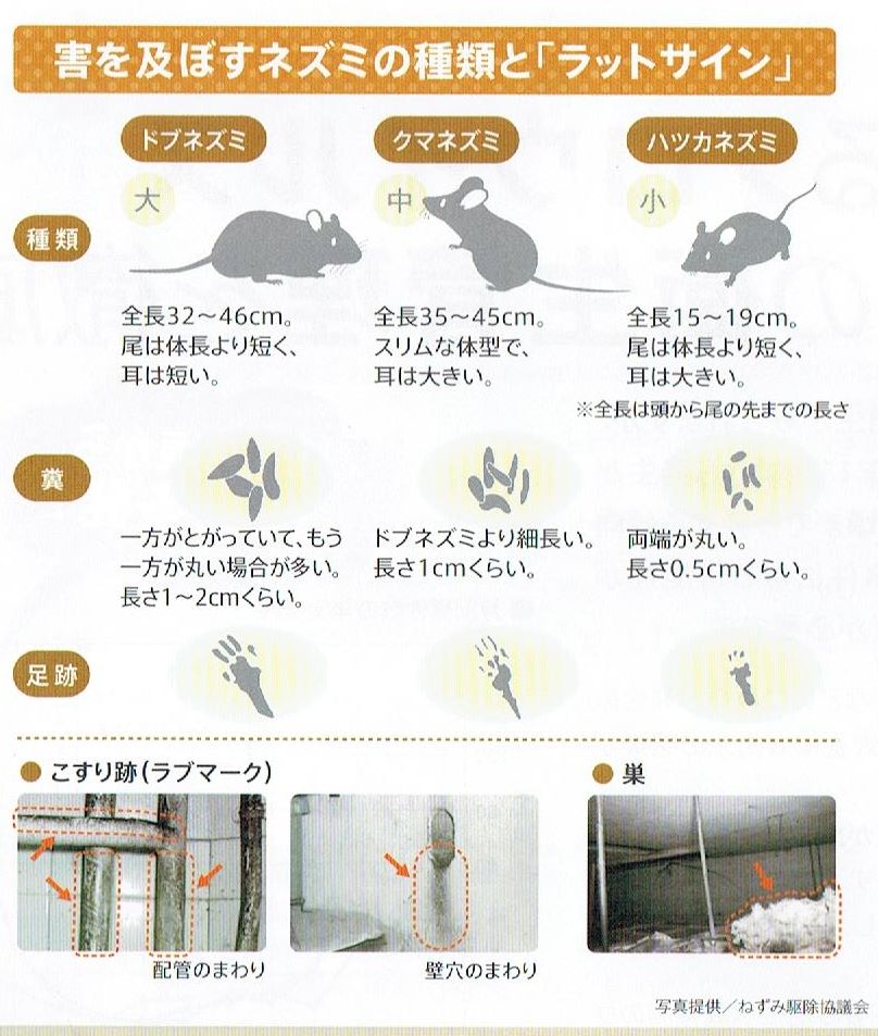ネズミラットサイン.jpg